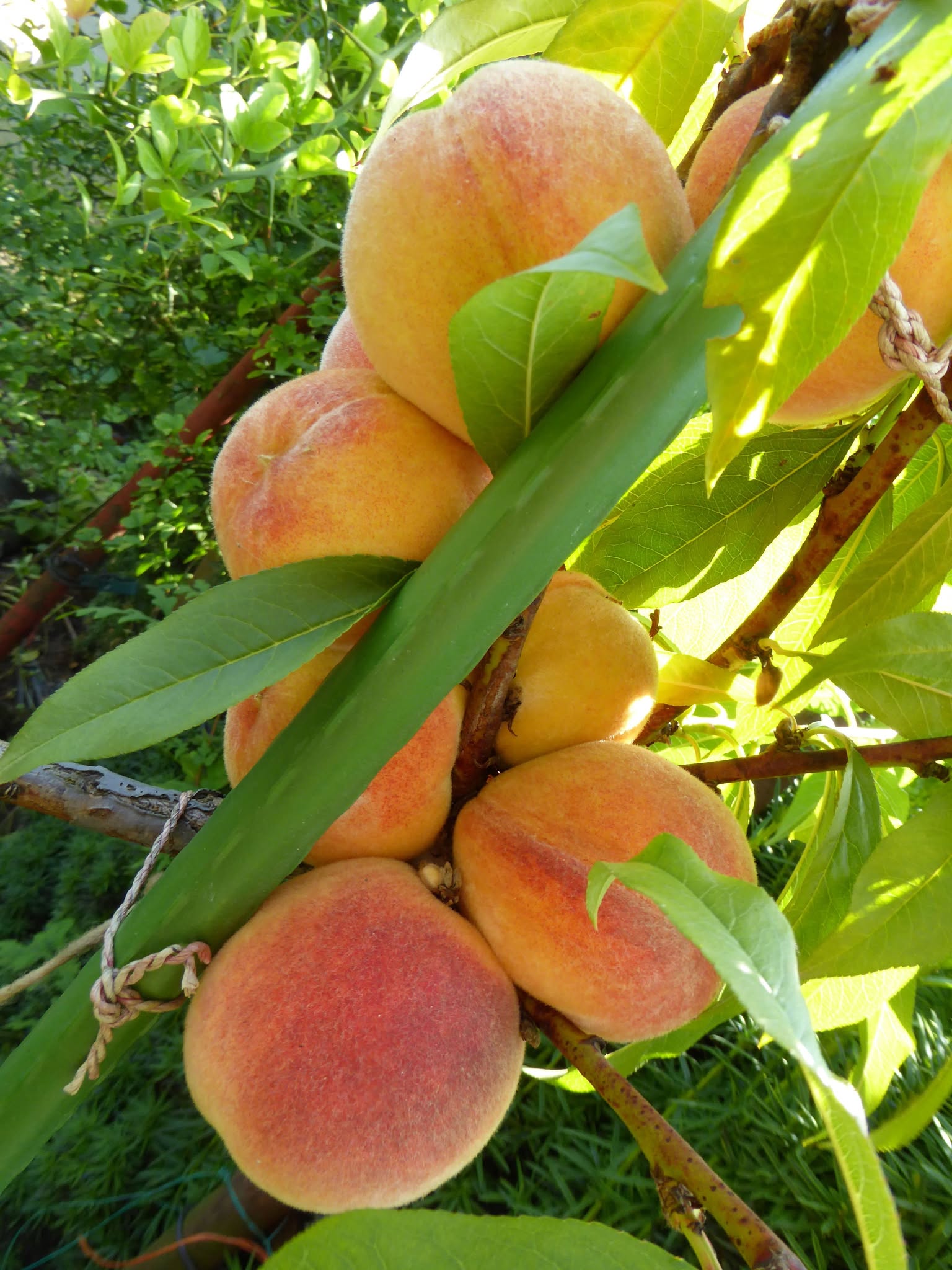 Broskyňa ‘Glohaven’ 